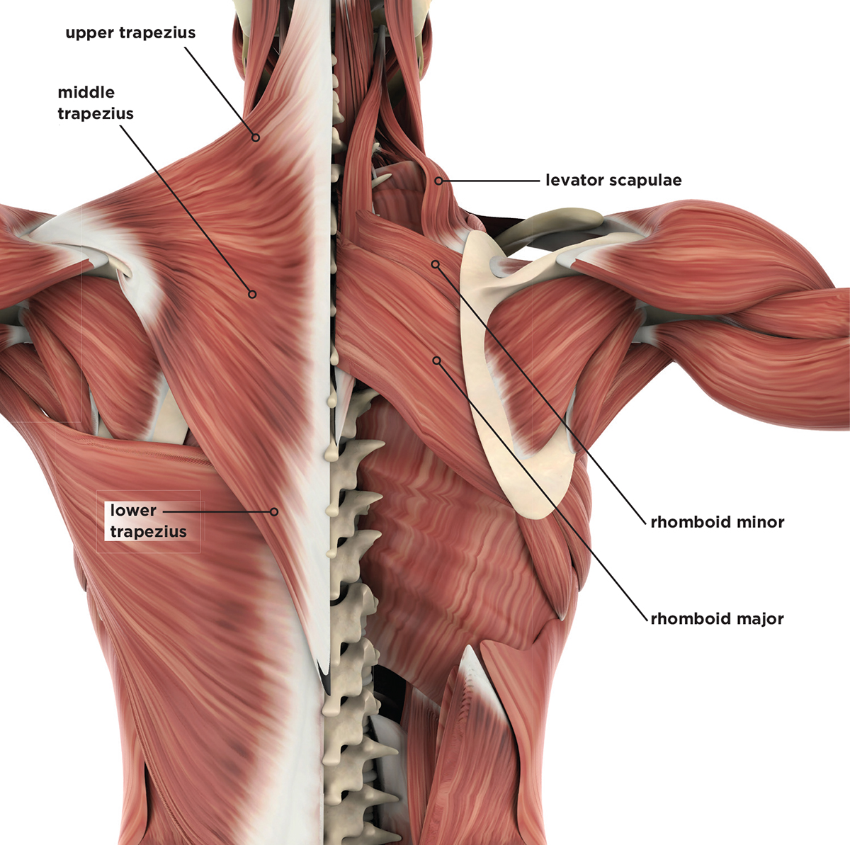Scapulothoracic肌肉解剖的肩膀