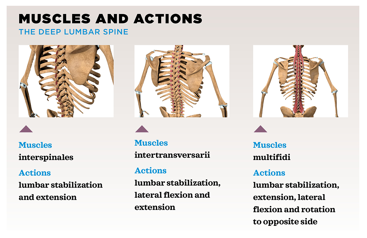脊柱肌肉和动作