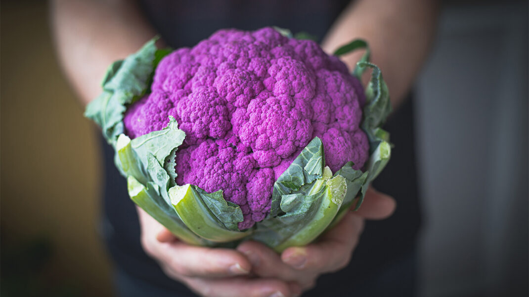 紫色花椰菜批量烹饪餐准备超级集