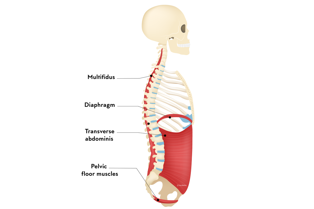 脊柱的稳定肌肉