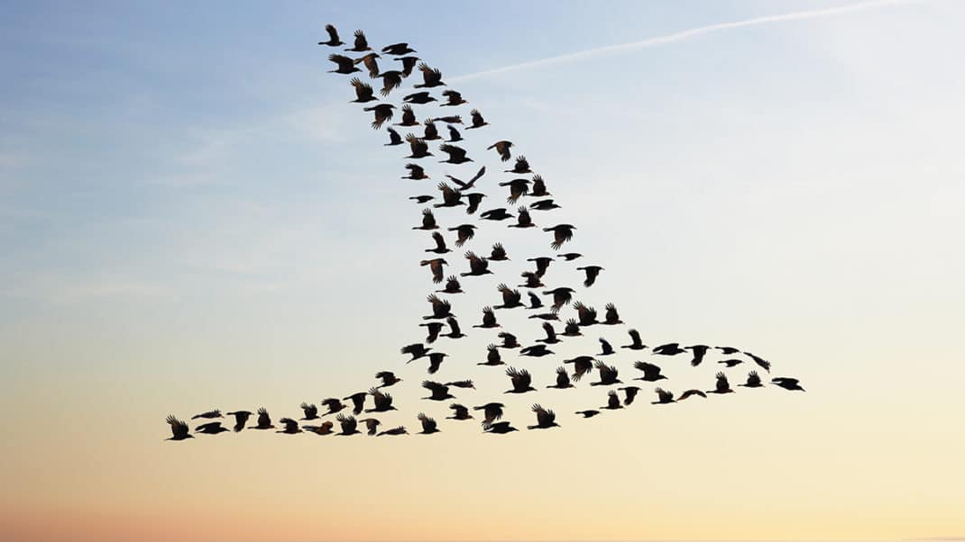 鸟儿在天空飞翔代表建立社区
