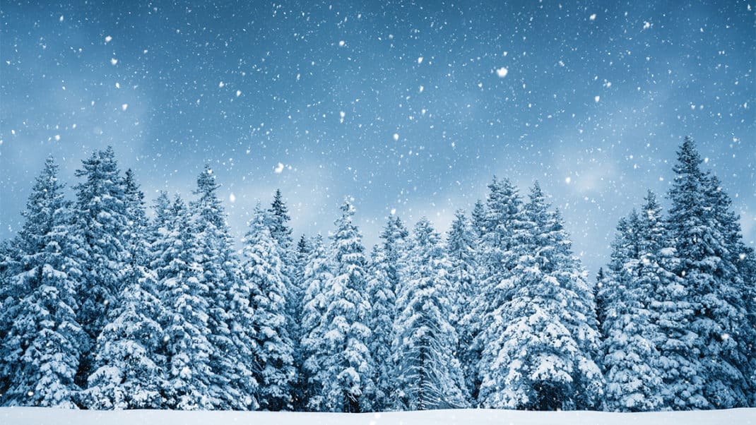 冬日的松树和雪景代表了节日期间的包容